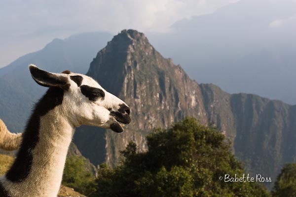 llama picchu