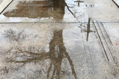 2020-01-03 Puddle Tree