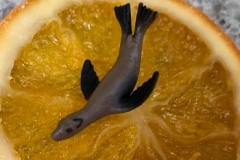 Tiny Toy Otter on a Lemon