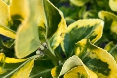 Yellow & Green