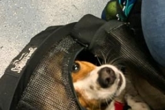 Peek a Boo Pup on the Path