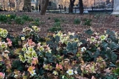 Washington Square Park beginning to Bloom