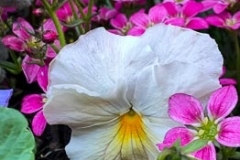 Blooming