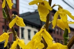 Yellow Flowers After the Rain