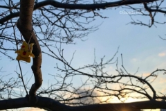 Lost Toy