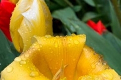 Rain on Tulips