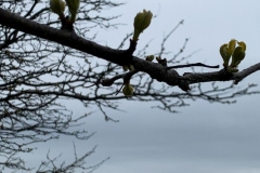 Tree Buds
