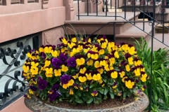 Purple & Yellow