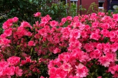Pinks