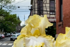 Yellow Blooms