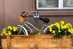 Where Can I Buy Bicycle Seeds?