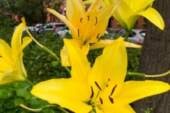 Lilies