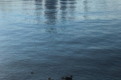 Ducklings
