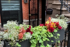 Fence Flowers