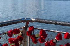 Rose Display