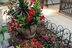 Sidewalk Flowers
