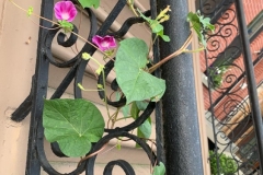 Morning Glory