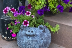 Petunia has Petunias