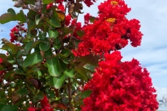 Blossoms in the Sky