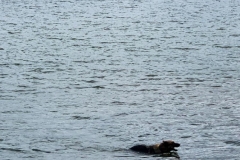 Puppy Swim