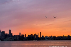 Two Gulls at Sunrise