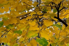 20201115_001