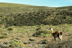 Guanaco on the way to Torres del Paine to Begin -
