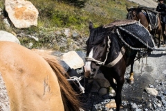 W Trek Day 1 - Trek to the Towers - The Horse That Hit Me -