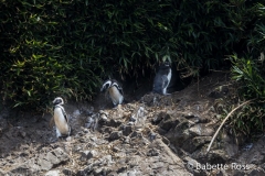 Humbolt Penguins!!! -