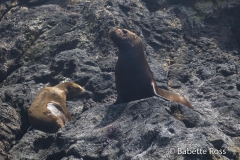 Bonus, Seal and Cub -