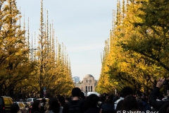 Jingu Gaien Ginkgo Avenue