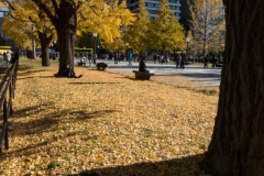 Tokyo Yellow Foilage