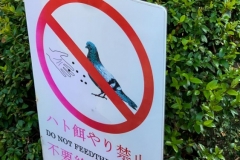 Don't Feed The Pigeons at Sensoji Temple