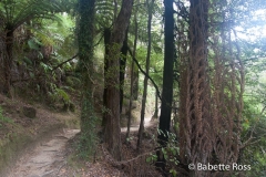 Hiking Torrent Bay to Bark Bay