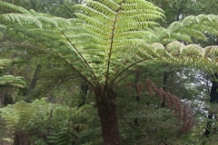 Hiking Torrent Bay to Bark Bay