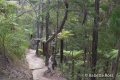 Hiking Torrent Bay to Bark Bay