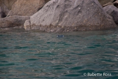 Blue Penguin, Tasman Bay