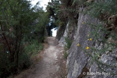 Onetahuti to Bark Bay Hike