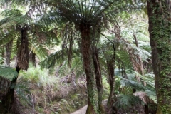 Onetahuti to Bark Bay Hike