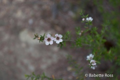 Onetahuti to Bark Bay Hike