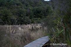 Onetahuti to Bark Bay Hike