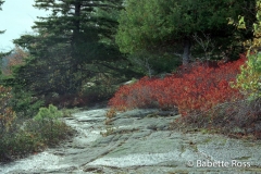 Cadillac Mountain