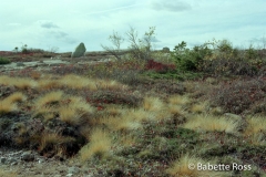 Cadillac Mountain