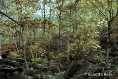 The Precipice