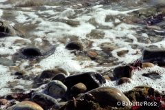 Loop Road Beaches - Rocks
