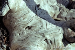 Loop Road Beaches - Driftwood