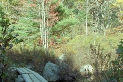 Bubble Pond