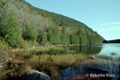 Bubble Pond
