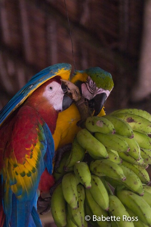 Explorama Lodge - Parrots