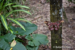 Explorama Lodge - Ciba Tops - Flowers